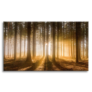 Canvas Print Sun in the Forest Light Tree 70x50 cm
