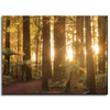 Canvas Print Sun Rays Forest Trees 40x30 cm