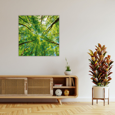Canvas Print Trees Leaves Nature Forest Spring 80X80 cm