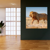 Canvas Print Walking Lion on Savannah Grass 80X80 cm