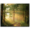 Canvas Print Sunlight Forest Path Nature 50x40 cm