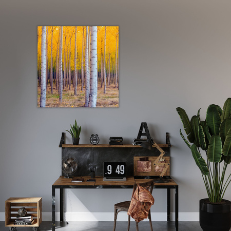 Canvas Print Birch Trees Autumn Yellow Leaves 80x120 cm
