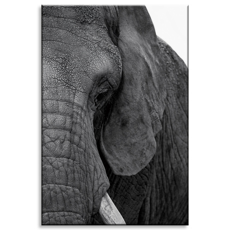 Canvas Print Gray Elephant Face Eye Animal 80x120 cm