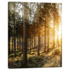 Canvas Print Birch Trees Sun Morning 40x50 cm