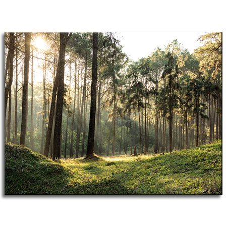 Canvas Print Forest Trees Sun Nature 40x30 cm
