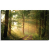 Canvas Print Sunlight Forest Path Nature 80x50 cm