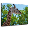 Canvas Print Animals Giraffe 40x30 cm