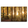 Canvas Print Sun Rays Forest Trees 70x50 cm