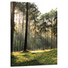 Canvas Print Forest Trees Sun Nature 50x70 cm