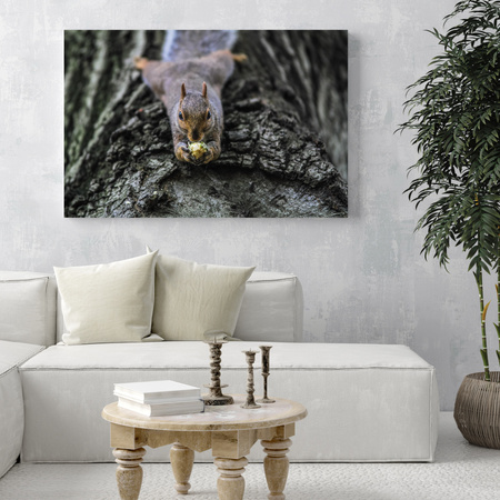 Canvas Print Animals Squirrel_2 40x30 cm