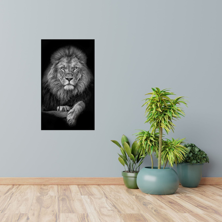 Canvas Print Gray Lion Face Pose King 80x120 cm