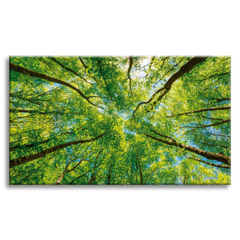 Canvas Print Trees Leaves Nature Forest Spring 120x80 cm
