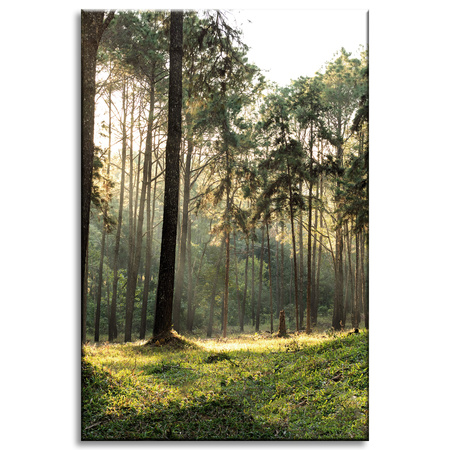 Canvas Print Forest Trees Sun Nature 40x60 cm