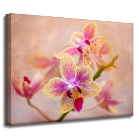 Canvas Print Botany Orchid 40x30 cm