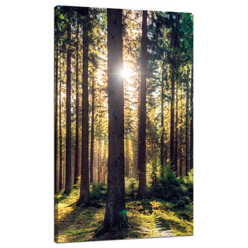 Canvas Print Forest Sun Trees Spring Morning 70x120 cm