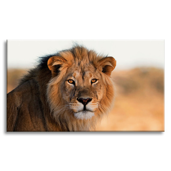 Canvas Print Lion Face in Sunlight 100x80 cm