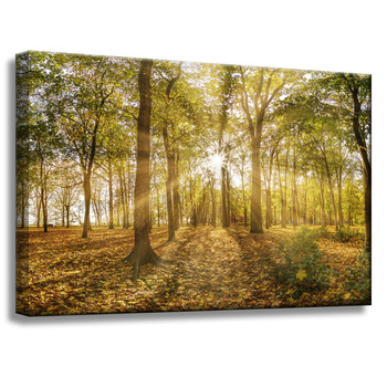 Canvas Print Sun Between Trees in the Forest 60x40 cm