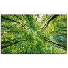 Canvas Print Trees Leaves Nature Forest Spring 100x60 cm