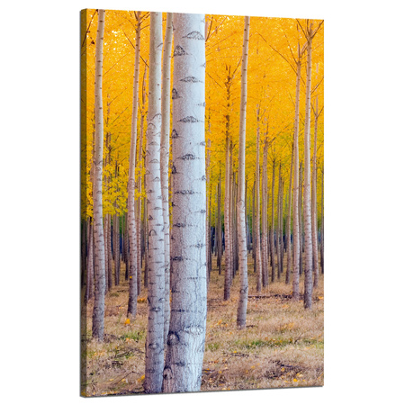 Canvas Print Birch Trees Autumn Yellow Leaves 50x80 cm