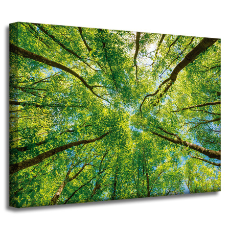 Canvas Print Trees Leaves Nature Forest Spring 40x30 cm