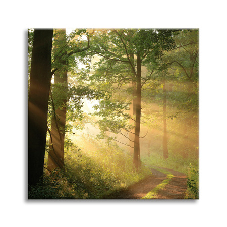 Canvas Print Sunlight Forest Path Nature 80X80 cm