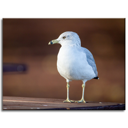 Canvas Print Animals Seagull 40x30 cm