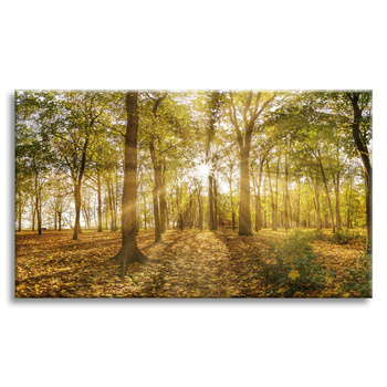 Canvas Print Sun Between Trees in the Forest 70x50 cm