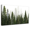 Canvas Print Rain Forest Nature Trees 80x50 cm