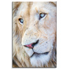 Canvas Print Bright Lion Face Blue Eyes 80x120 cm