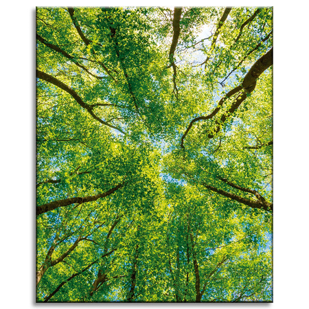 Canvas Print Trees Leaves Nature Forest Spring 40x50 cm