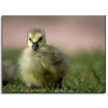 Canvas Print Animals Duck 40x30 cm