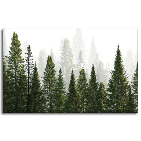 Canvas Print Rain Forest Nature Trees 80x50 cm