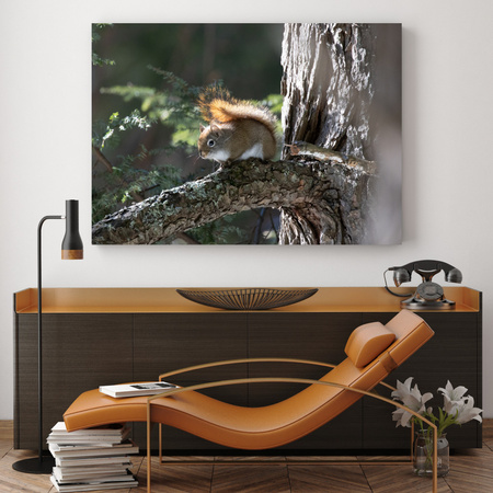 Canvas Print Animals Squirrel 40x30 cm
