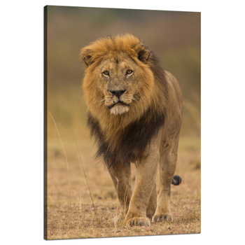Canvas Print Lion Nature Savannah Wilderness 80x120 cm