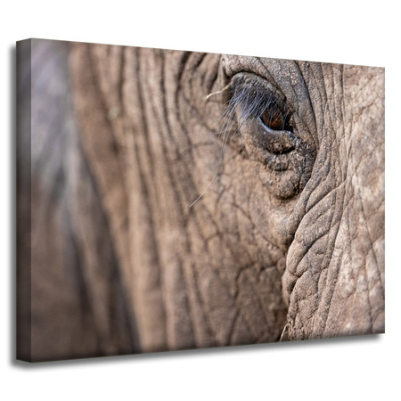 Canvas Print Animals Elephant Eye 40x30 cm