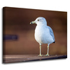 Canvas Print Animals Seagull 40x30 cm