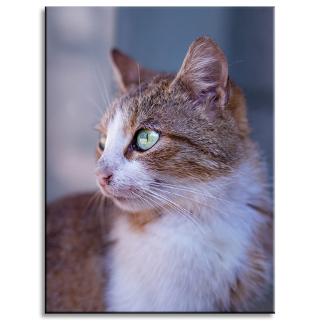 Canvas Print Animals Kitten 30x40 cm