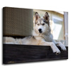 Canvas Print Animals Husky Dog 40x30 cm