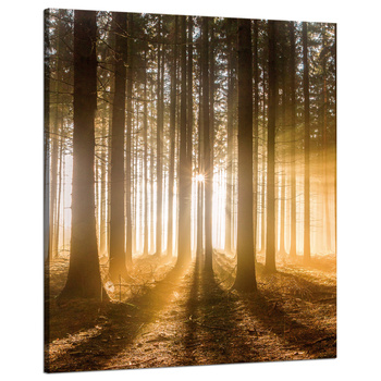 Canvas Print Sun in the Forest Light Tree 80x100 cm