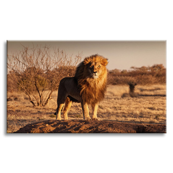 Canvas Print Lion in the Middle of the Savannah Sunset 100x80 cm