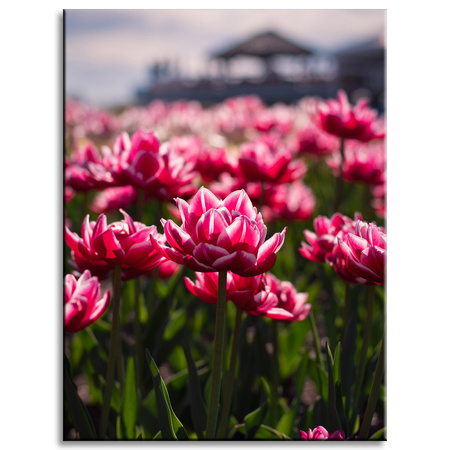 Canvas Print Botanical Tulips 30x40 cm