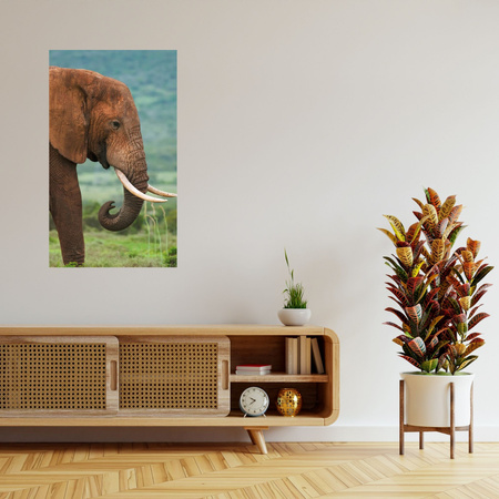 Canvas Print Muddy Elephant Nature Nature 80x120 cm
