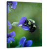 Canvas Print Botany Bee Flower 30x40 cm