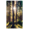 Canvas Print Forest Sun Trees Spring Morning 70x120 cm