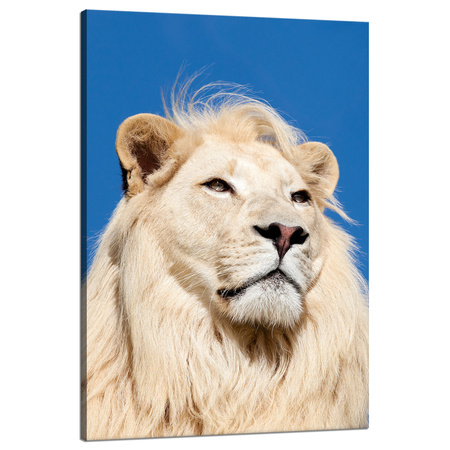 Canvas Print Beautiful Bright Lion Hair Nature 80x120 cm