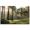 Canvas Print Forest Trees Sun Nature 80x50 cm