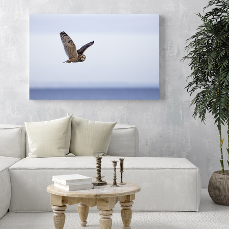Canvas Print Animals Owl 40x30 cm