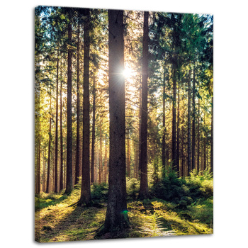 Canvas Print Forest Sun Trees Spring Morning 30x40 cm