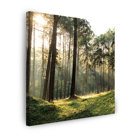 Canvas Print Forest Trees Sun Nature 50X50 cm