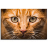 Canvas Print Cat Face Close Up 90x60